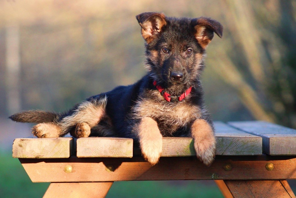 Des Secrets De Pierrefolle - Chiot disponible  - Berger Allemand