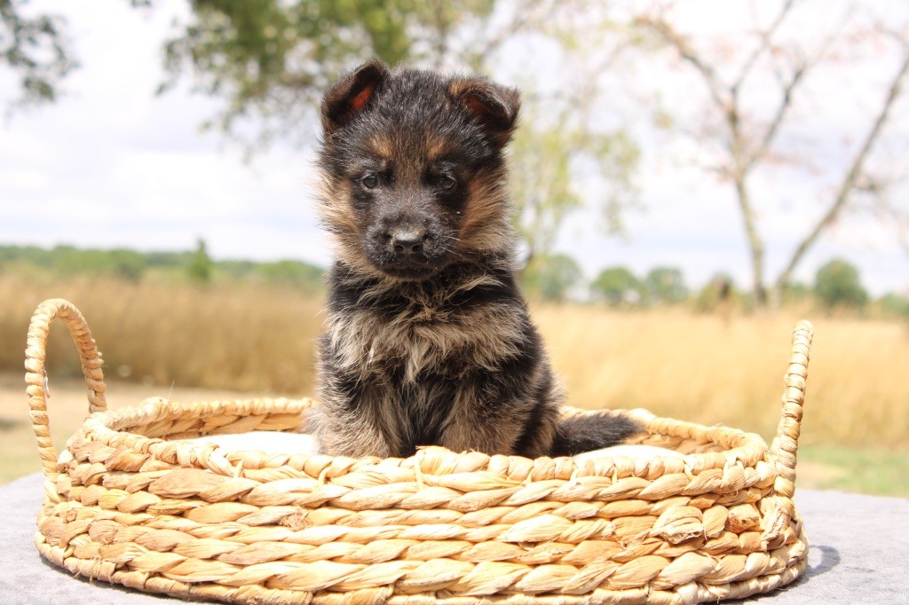 Des Secrets De Pierrefolle - Chiots disponibles - Berger Allemand