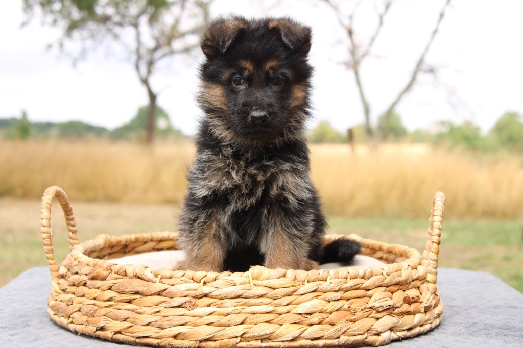 Des Secrets De Pierrefolle - Chiots disponibles - Berger Allemand