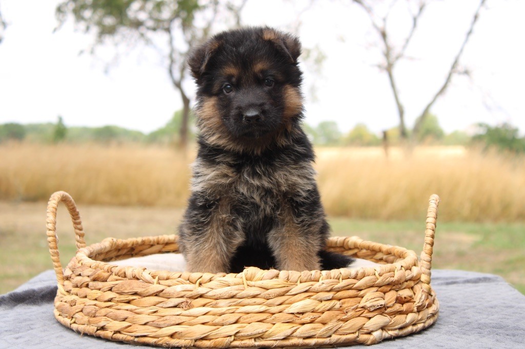 Des Secrets De Pierrefolle - Chiots disponibles - Berger Allemand