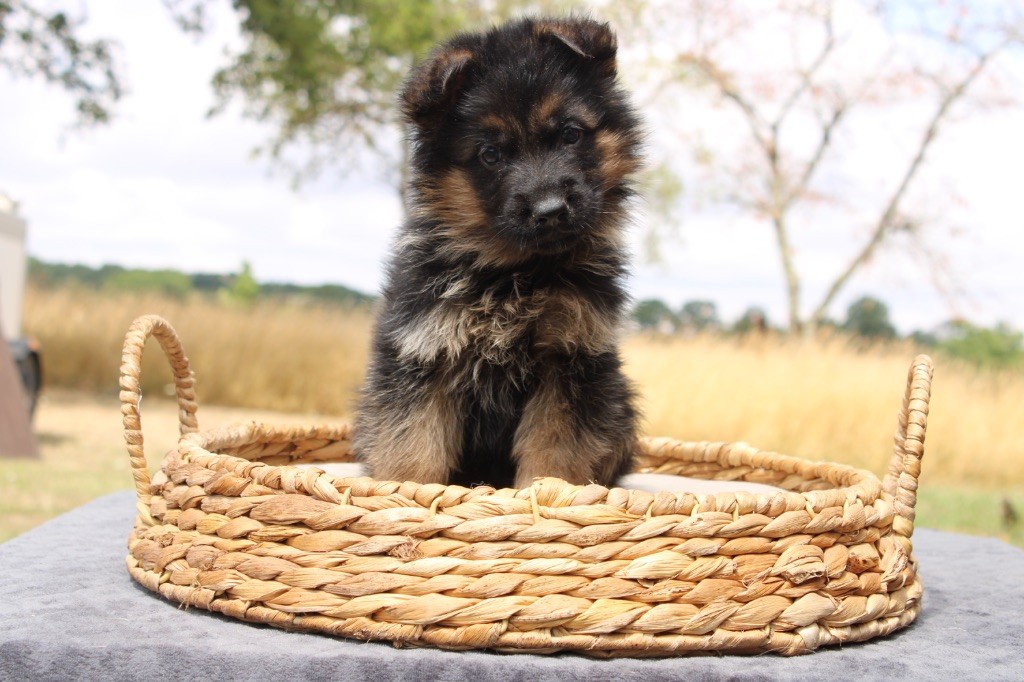 Des Secrets De Pierrefolle - Chiots disponibles - Berger Allemand