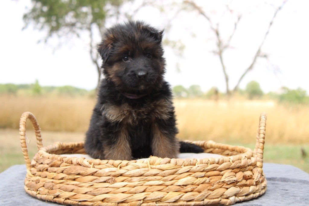 Des Secrets De Pierrefolle - Chiots disponibles - Berger Allemand